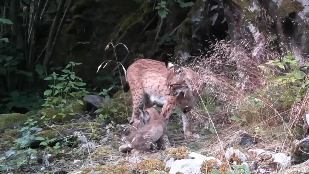 Exclusive Photos: Camera Trap Captures Lynx Cubs in South Bohemia