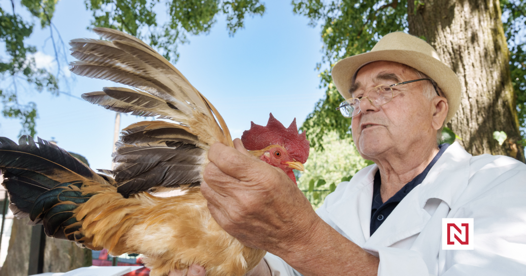 Pamper and Present: A Weekend with Chickens at the District Exhibition