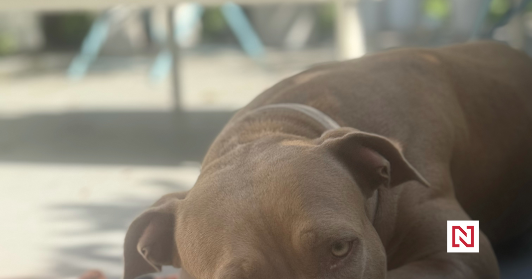 Our Experience Fostering Dogs: What Went Wrong?