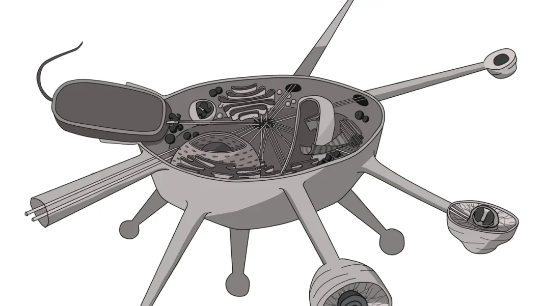 Czech Scientists Discover Protozoan with Unique Traits