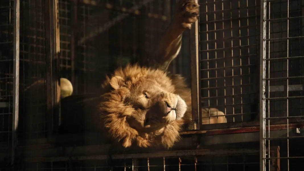 Animals to Be Removed from Zvole Zoo After Lion Escapes