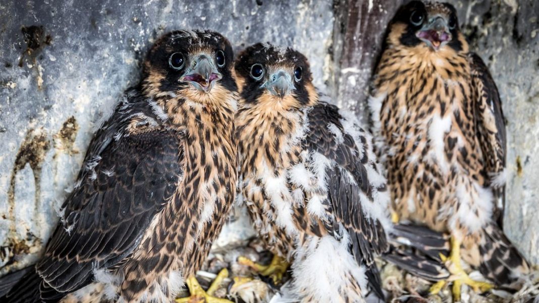 Life of Falcon Families Becomes Online Sensation: Like a Game of Thrones