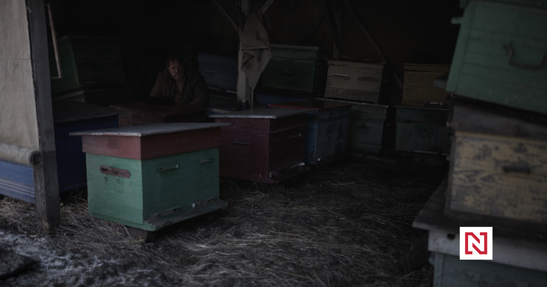 Home Isn’t Defined by Borders: The Role of Bees and Strawberry Wallpapers