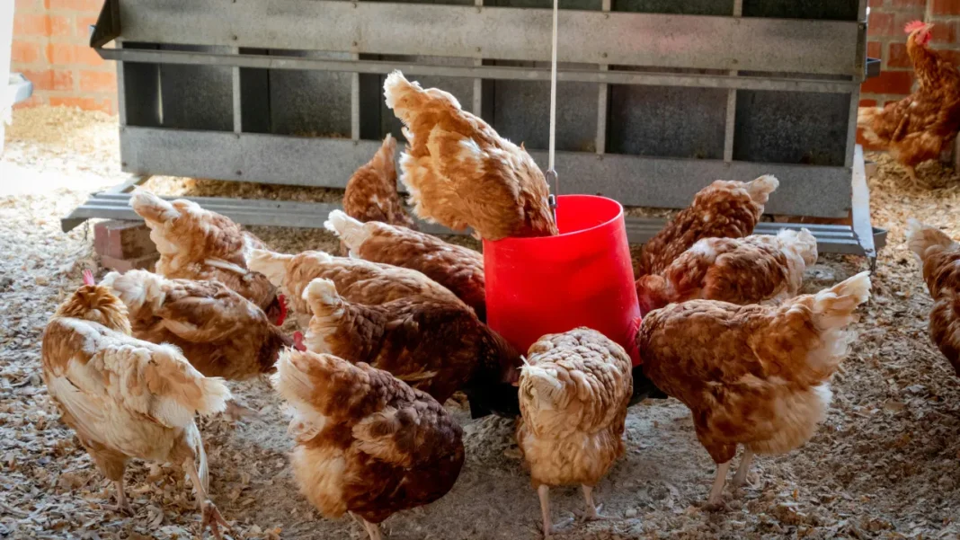 Over 30,000 Chickens Culled in Havlíčkův Brod Region Due to Bird Flu Outbreak