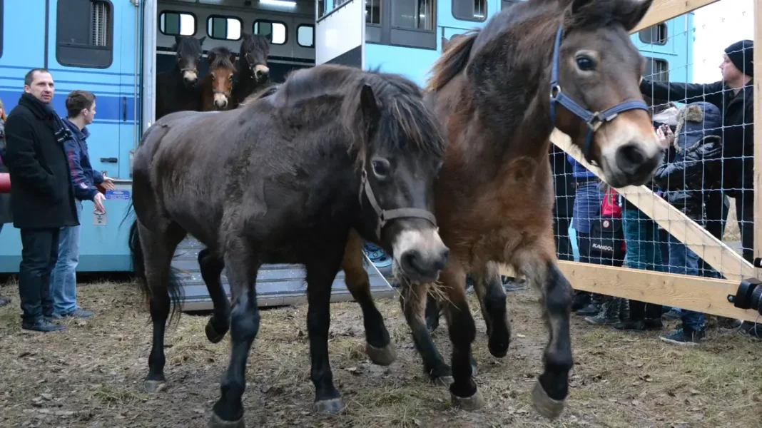 Unbelievable Human Impact on Nature: How Revived Extinct Animals Could Help