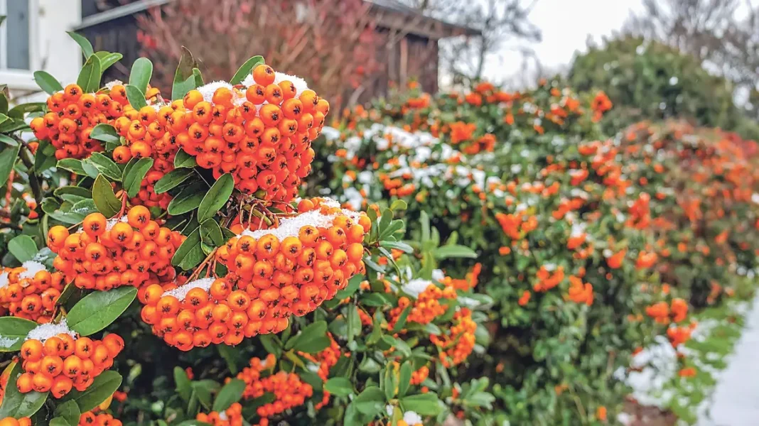 Hedging Plants: Elegant Windbreak Solutions