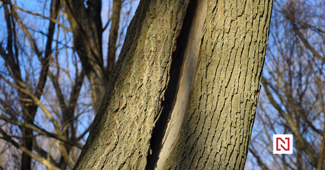 Shocking Exploding Trees Videos? Here’s Why Trees Don’t Actually Explode