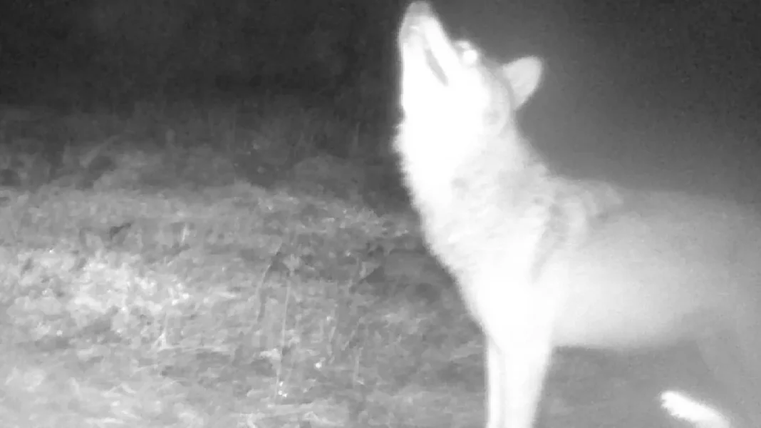 First Wolf Sighting in Moravian Karst: Conservationists Report