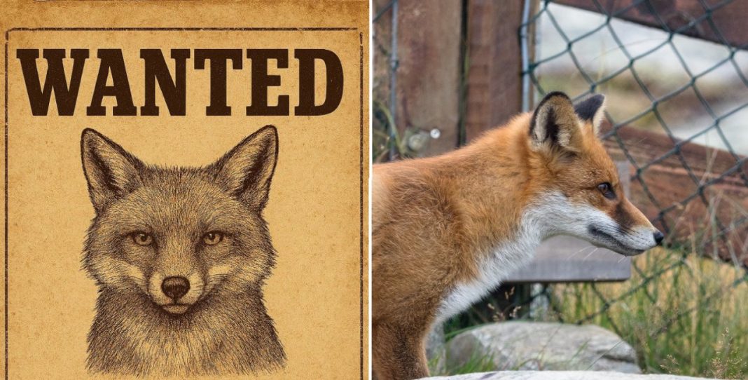 Czech Village Seeks Help to Capture Fox Causing Chaos for Poultry Farmers