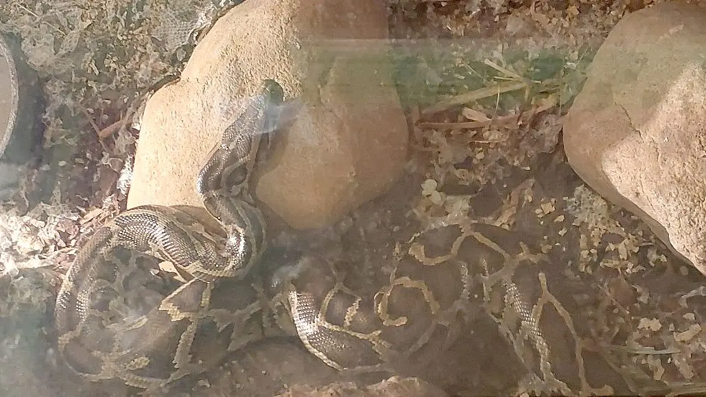 Rescued: Firefighters Save Snake-Owner Strangled by Pet Python in Karlovy Vary