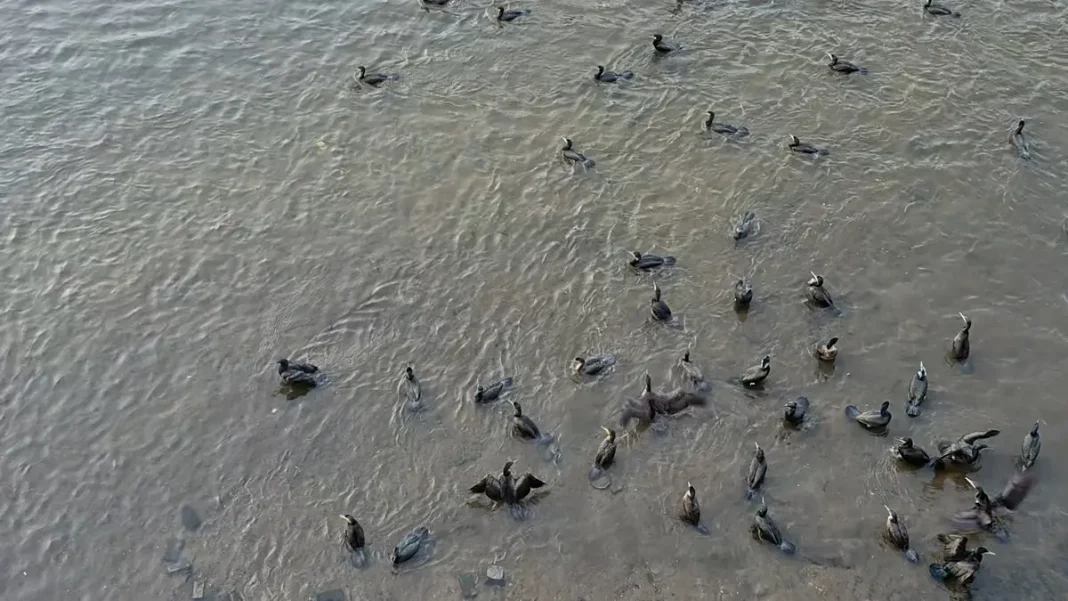 Catastrophe on the Radbuza: Cormorants Devastate Fish Population in Plzeň