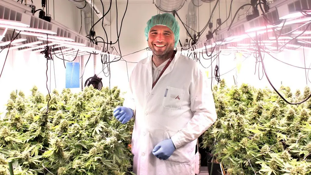 Brno’s ANO Party Elects New Leader: Cannabis Farm Manager Takes Charge