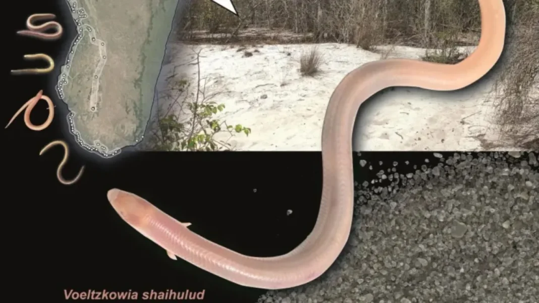 Newly Discovered Sand-Swimming Snake in Madagascar Named Shai-Hulud