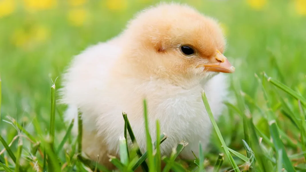 Bouba-Kiki Effect Observed in Chicks: Groundbreaking Study Challenges Linguistics Pillar