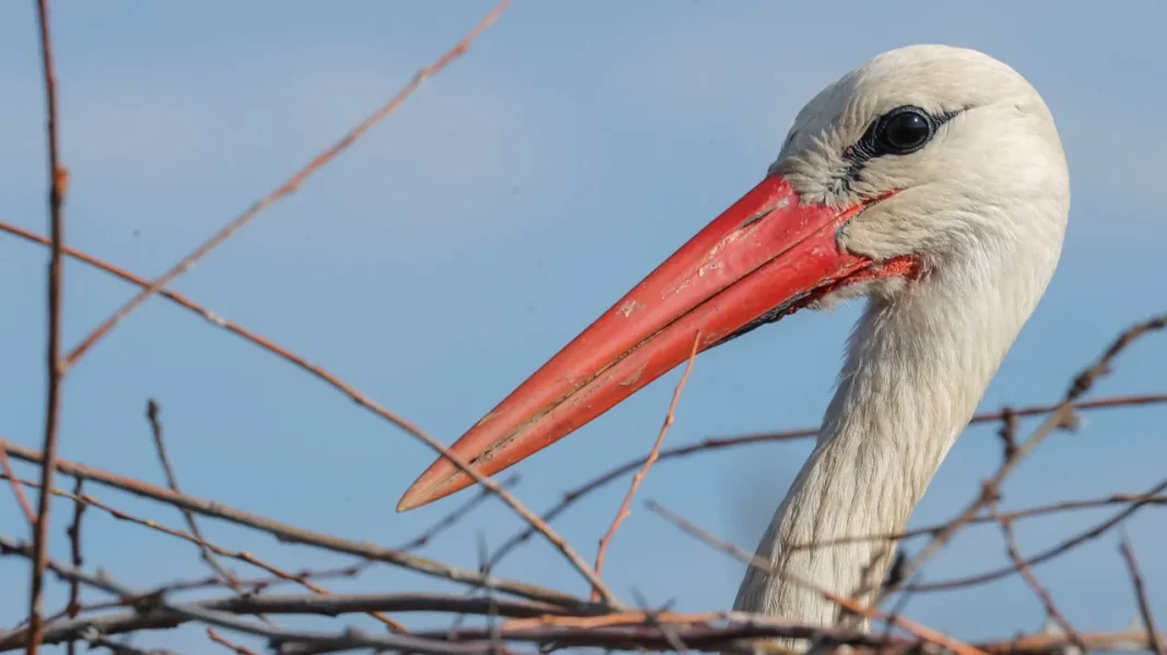 Stork Migration Threatened by Bird Flu in Spain: Implications for Czech Republic