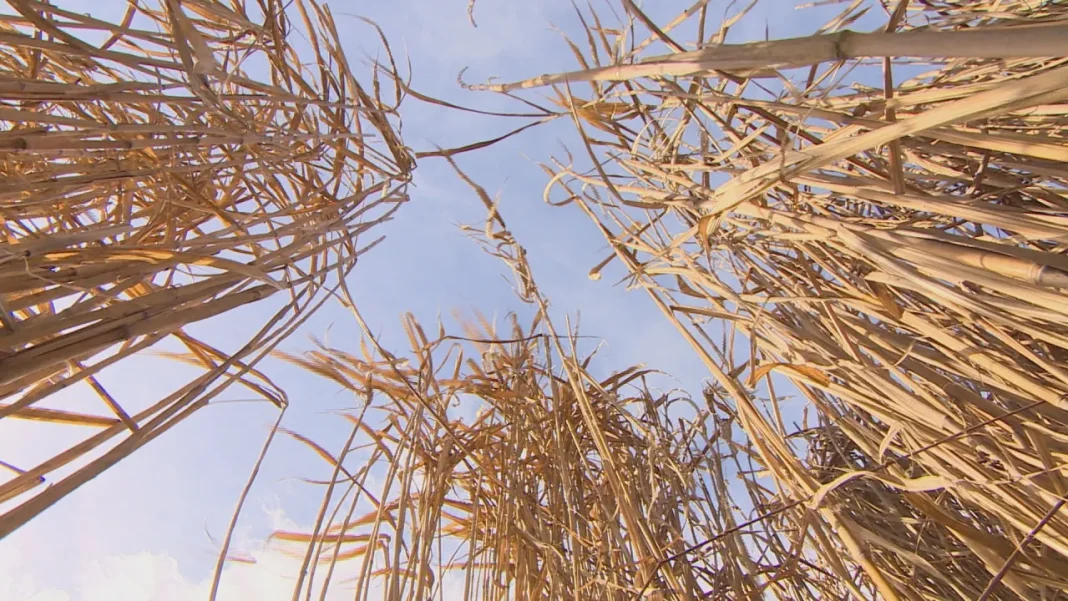 Invasive Ornamental Grasses Spreading from Gardens to Nature