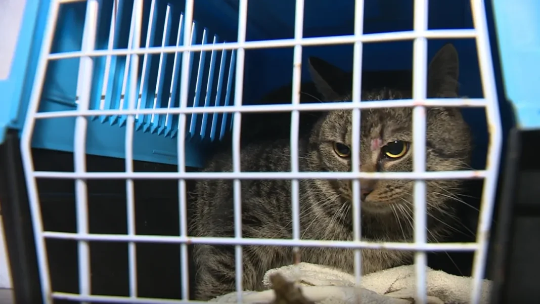 New Regulation Plans Mandatory Capture and Neutering of Stray Cats in Prague