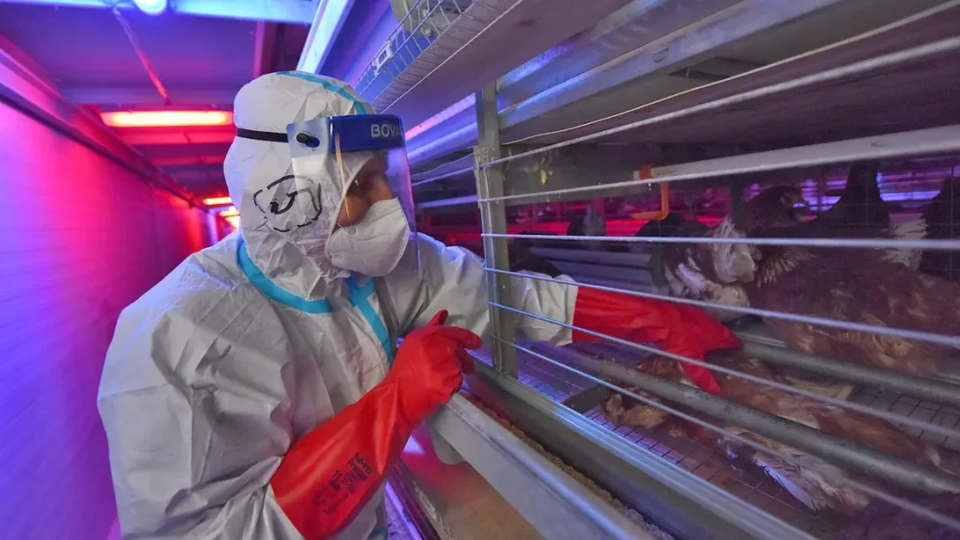 Bird Flu Outbreak in Hradec: Over 230,000 Chickens to Be Culled