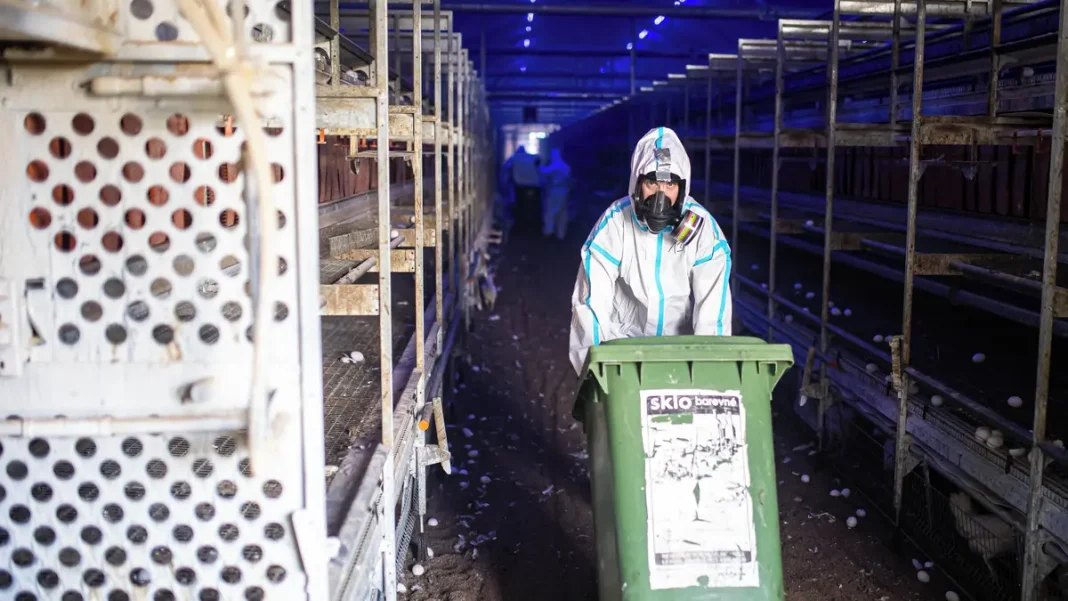 Avian Flu Spreads to Duck Farms in Hradec Region