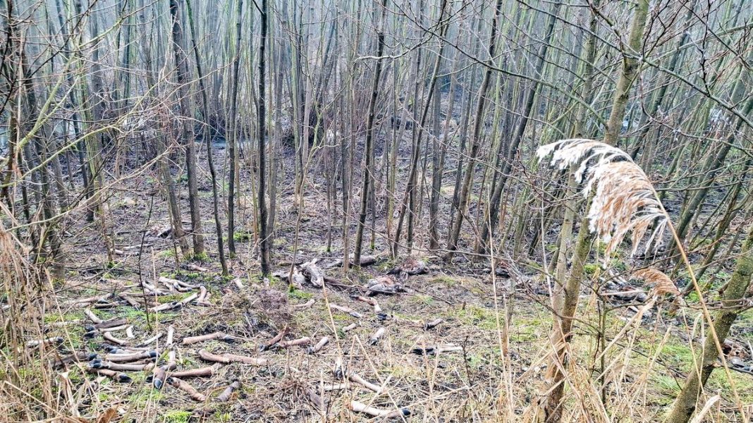 Disturbing Animal Cruelty: Dozens of Deer Heads Found in Forest